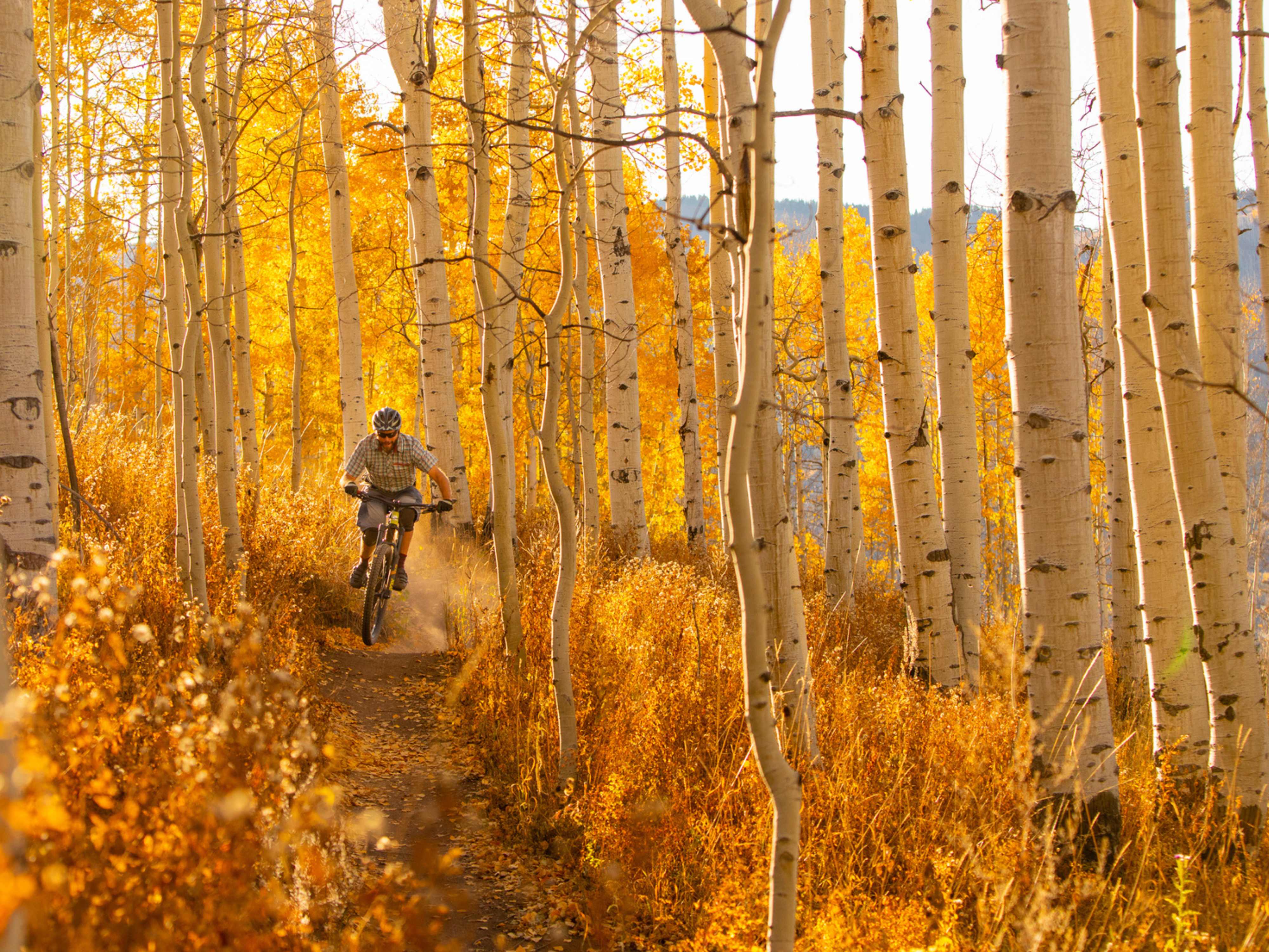 Image for Fall Into Travel